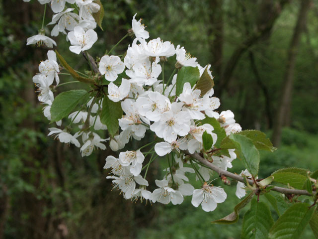 Zoete kers - Prunus avium 4op3