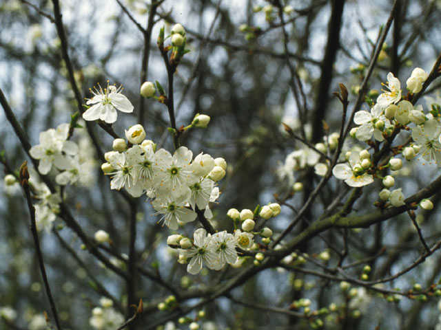 Sleedoorn - Prunus spinosa 4op3