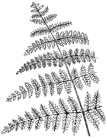 Adelaarsvaren - Pteridium aquilinum tekening