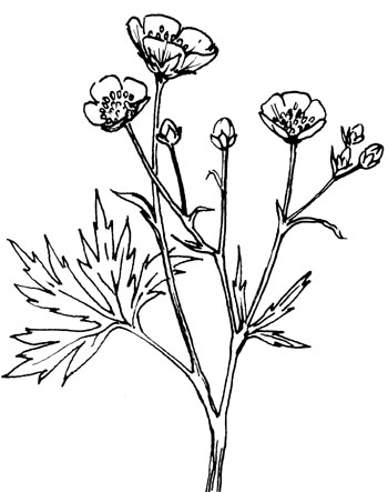 Scherpe boterbloem - Ranunculus acris tekening