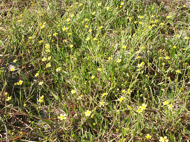 Egelboterbloem - Ranunculus flammula 4op3