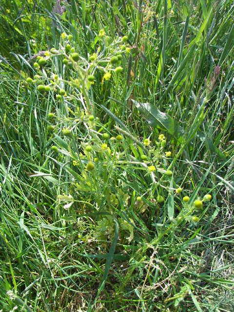 Blaartrekkende boterbloem - Ranunculus sceleratus 3op4