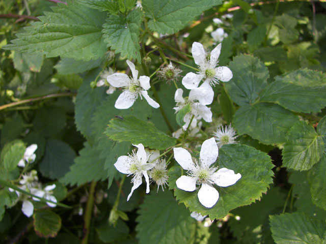Bosbraam - Rubus fruticosus 4op3