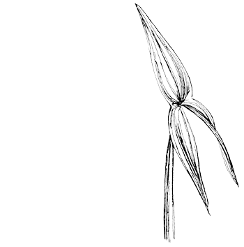 Pijlkruid - Sagittaria sagittifolia tekening