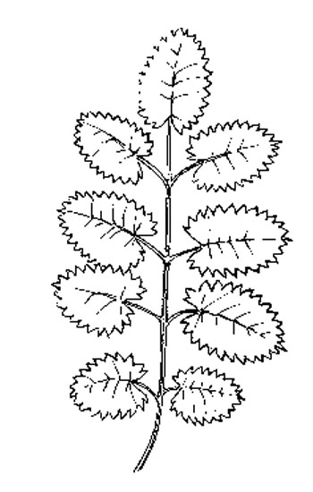Grote pimpernel - Sanguisorba officinalis tekening
