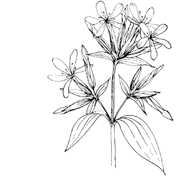 Zeepkruid - Saponaria officinalis tekening