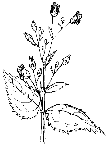 Knopig helmkruid - Scrophularia nodosa tekening