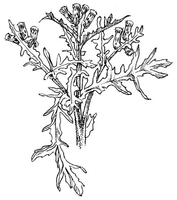 Klein kruiskruid - Senecio vulgaris tekening
