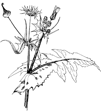 Gewone melkdistel - Sonchus oleraceus tekening
