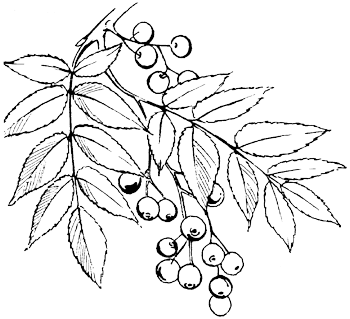Wilde lijsterbes - Sorbus aucuparia tekening