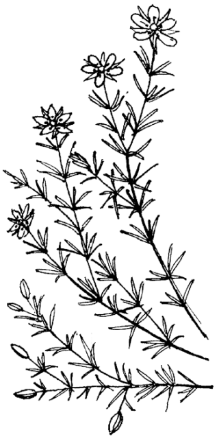 Rode schijnspurrie - Spergularia rubra tekening