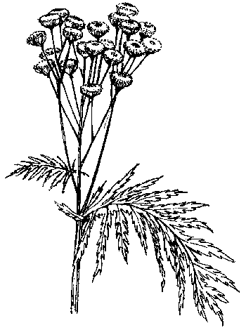 Boerenwormkruid - Tanacetum vulgare tekening