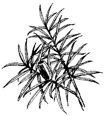 Taxus - Taxus baccata tekening
