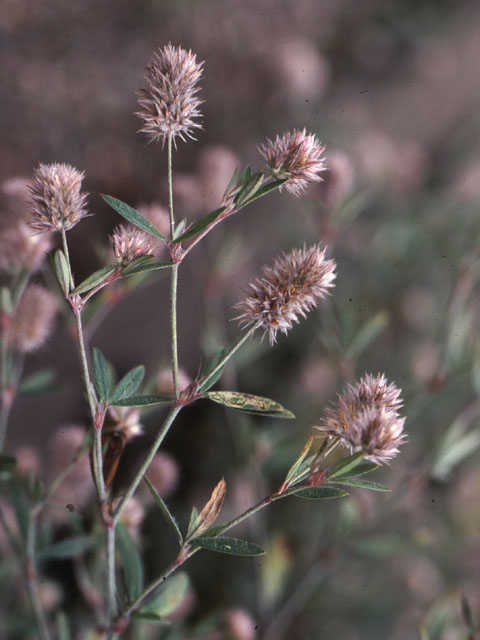 Hazenpootje - Trifolium arvense 3op4