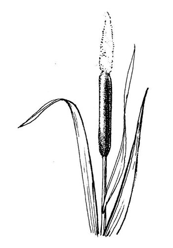 Grote lisdodde - Typha latifolia tekening