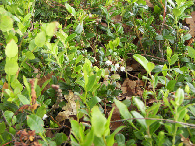 Rode bosbes - Vaccinium vitis-idaea 4op3