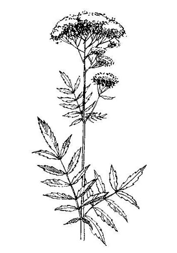 Echte valeriaan - Valeriana officinalis tekening