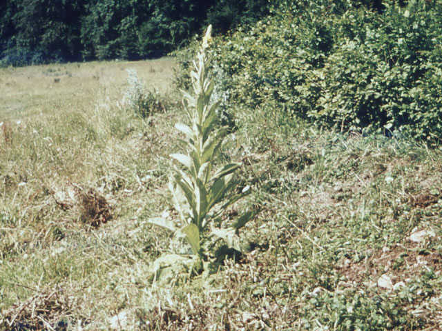 Koningskaars - Verbascum thapsus 4op3