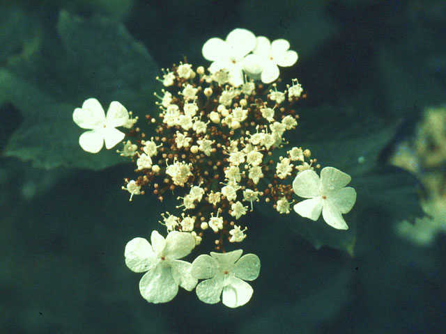 Gelderse roos - Viburnum opulus 4op3