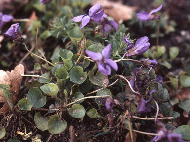 Maarts viooltje - Viola odorata 4op3